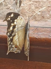 Protogoniomorpha anacardii