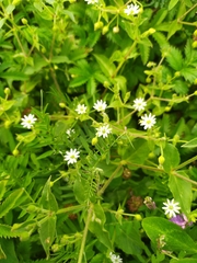 Stellaria aquatica