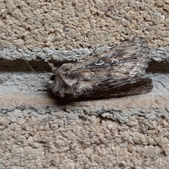 Ectopatria loxonephra