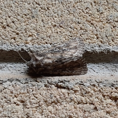 Ectopatria loxonephra