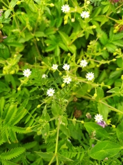 Stellaria aquatica