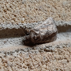 Ectopatria loxonephra