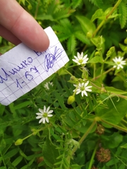 Stellaria aquatica