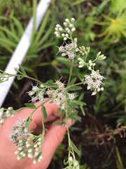 Eupatorium mohrii