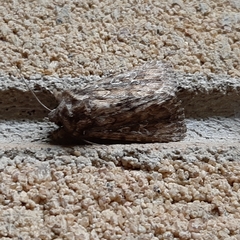 Ectopatria loxonephra