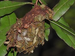 Calligaster himalayensis