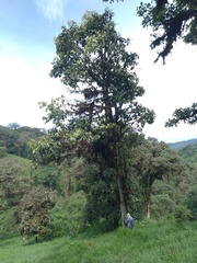 Cinnamomum palaciosii