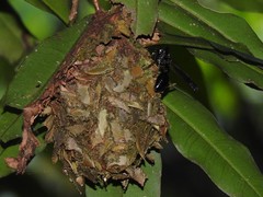 Calligaster himalayensis