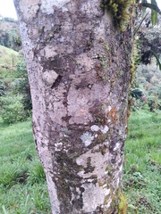 Cinnamomum palaciosii