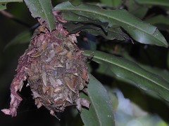 Calligaster himalayensis