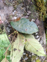 Cinnamomum palaciosii