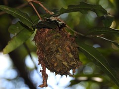 Calligaster himalayensis