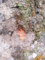 Cinnamomum palaciosii