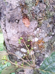 Cinnamomum palaciosii