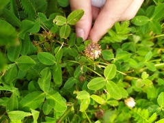 Trifolium fragiferum