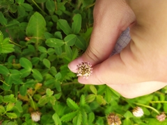 Trifolium fragiferum