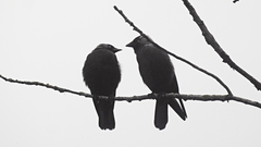 Corvus monedula