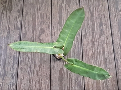 Philodendron atabapoense