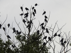 Corvus monedula