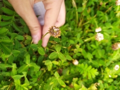 Trifolium fragiferum