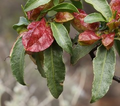 Dodonaea petiolaris