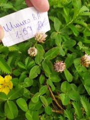 Trifolium fragiferum