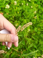 Persicaria maculosa
