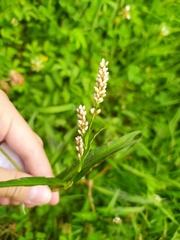 Persicaria maculosa