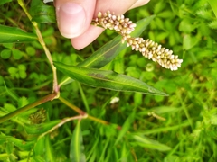 Persicaria maculosa
