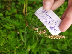 Persicaria maculosa