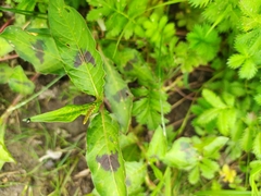 Persicaria maculosa