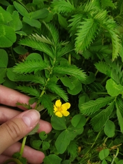 Argentina anserina
