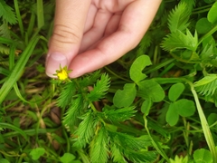 Argentina anserina