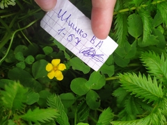 Argentina anserina