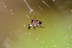 Micrathena cubana