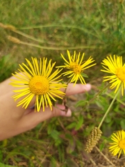 Pentanema britannica