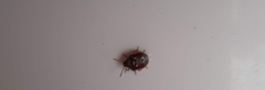 Stagonomus bipunctatus pusillus