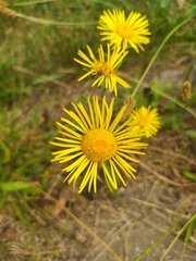 Pentanema britannica