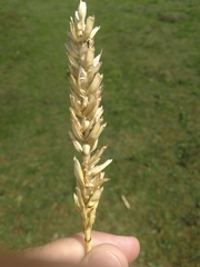 Triticum