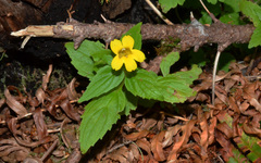 Erythranthe dentata