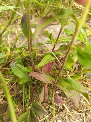 Pentanema britannica