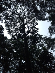 Dendropanax macrophyllus