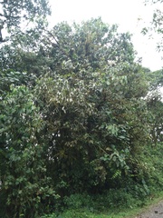 Dendropanax macrophyllus