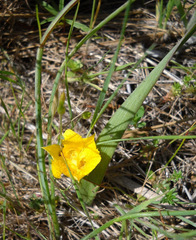 Calochortus monophyllus