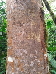 Dendropanax macrophyllus