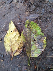 Dendropanax macrophyllus