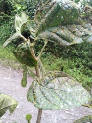 Dendropanax macrophyllus