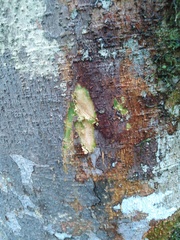 Dendropanax macrophyllus