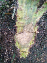 Dendropanax macrophyllus