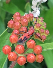 Tetraopes melanurus